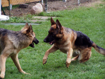 Urlaub mit Schäferhund - Ferienwohnung - Hundestrand und Ostsee
