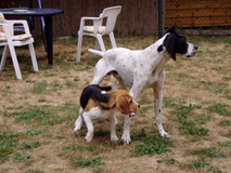 Ferienwohnung - Urlaub mit Hund